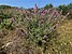 Salvia officinalis, Αγγλ. Sage   (Ελελίφασκος ο φαρμακευτικός)
