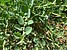 Capparis spinosa, Αγγλ. Caper (Κάππαρη - Kάππαρις η ακανθώδης)