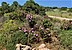 Cistus creticus, Αγγλ. Rock rose (Λαδανιά ή Αγκίσαρος )